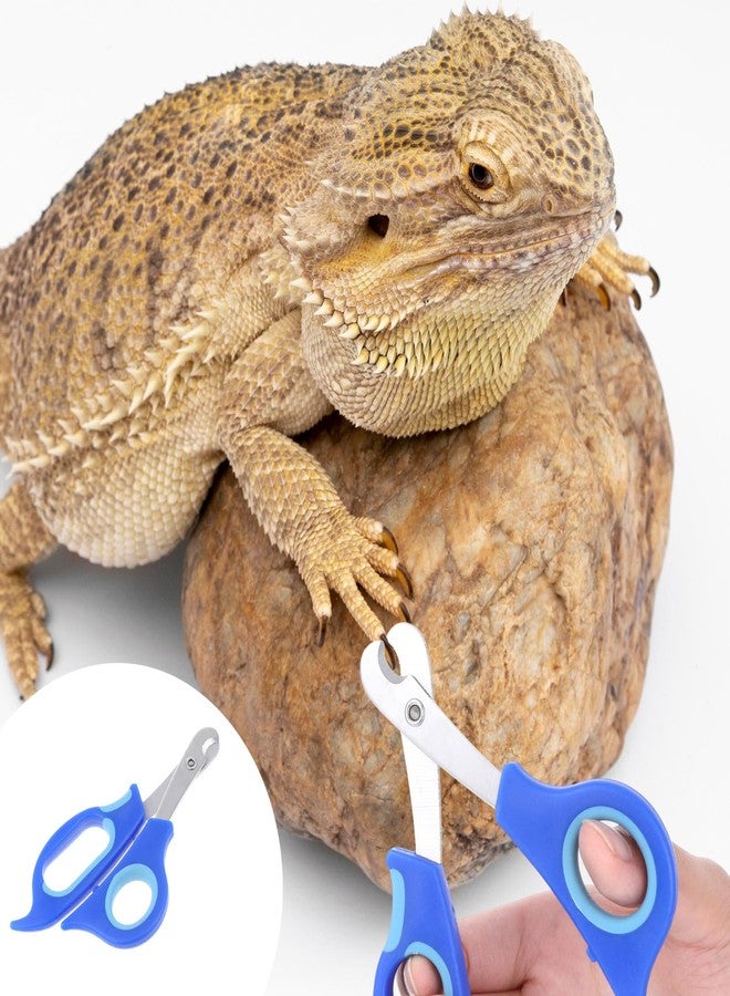 Qiuruoo Bearded Dragon Nail Clippers,Stainless Steel Bearded Dragon Accessories,Professional Grooming pet Tools Including Nail File and Scissors for Small Reptiles,Chameleon,Cats,Dogs,Iguana - Image 4